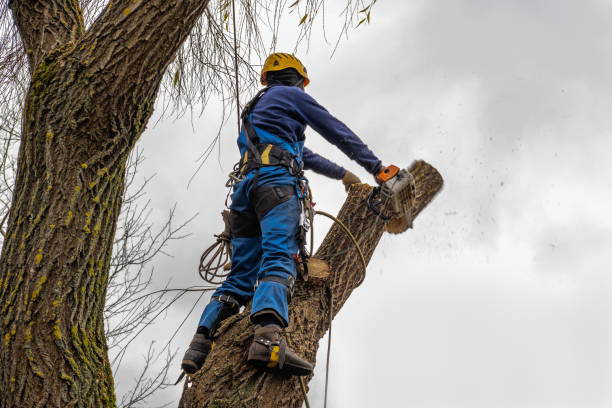 Reliable Glenwood Landing, NY  Tree Services Solutions